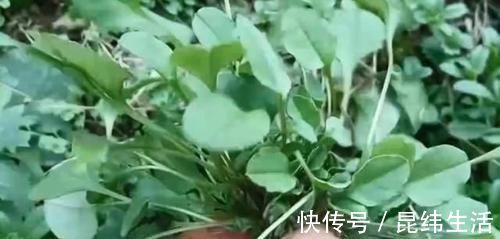 野菜|农村这野草长到家门口，农户把它当茶叶泡，城里认识的很少