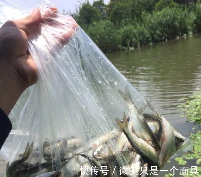 大鲤鱼|三伏天垂钓，九一八鱼饵这样配才叫真的好，大鲫鱼大鲤鱼挤满钓点！