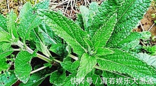 农村|农村有一种草，被称作“猪耳草”“癞蛤蟆草”，药用价值极高