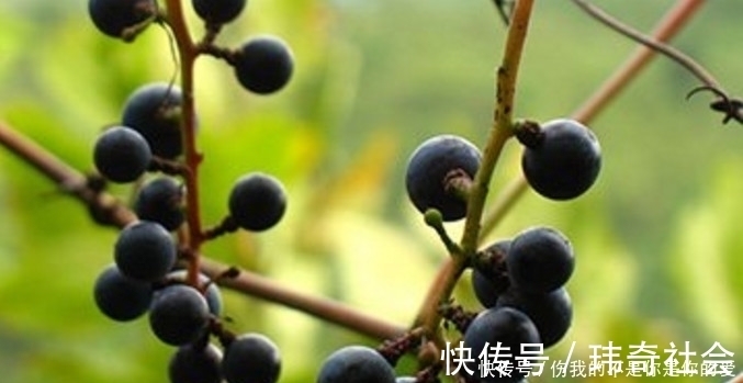葡萄酒|田野间的这种野果子,农民都将它当宝贝一样,你们有没有吃过