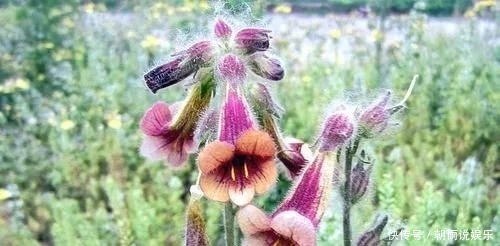 农村一野草,人称“蜜罐”,根价值不输人参,长在路边少人识