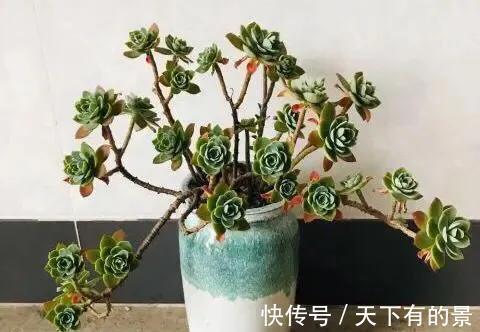 家里的多肉还好嘛,长假过后,多肉植物这么做,迅速恢复最美状态