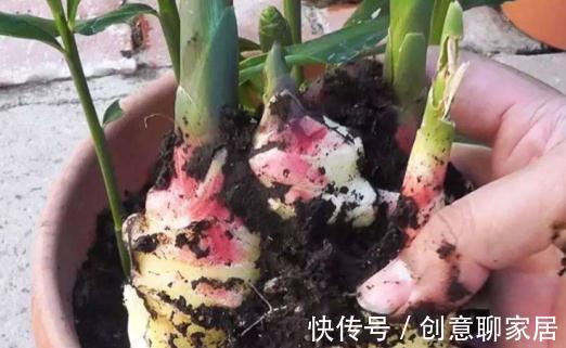 生姜|生姜不用买，阴面阳台种一排，多到吃不清