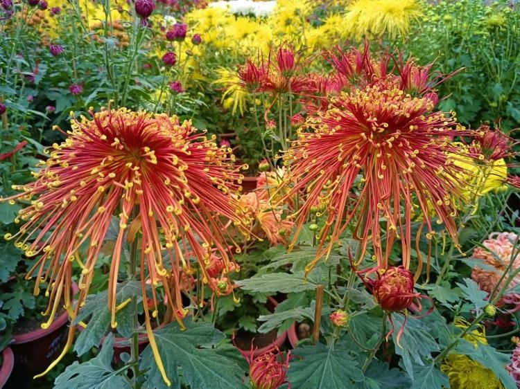 王菊花|黄河岸边菊花盛 平阴再拓“花卉文旅”