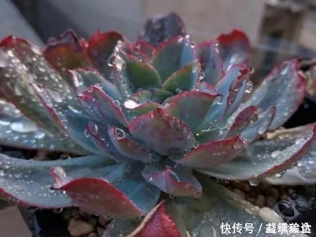 初霜|几种仙气多肉,谁看见了都会爱不释手,必须进来看