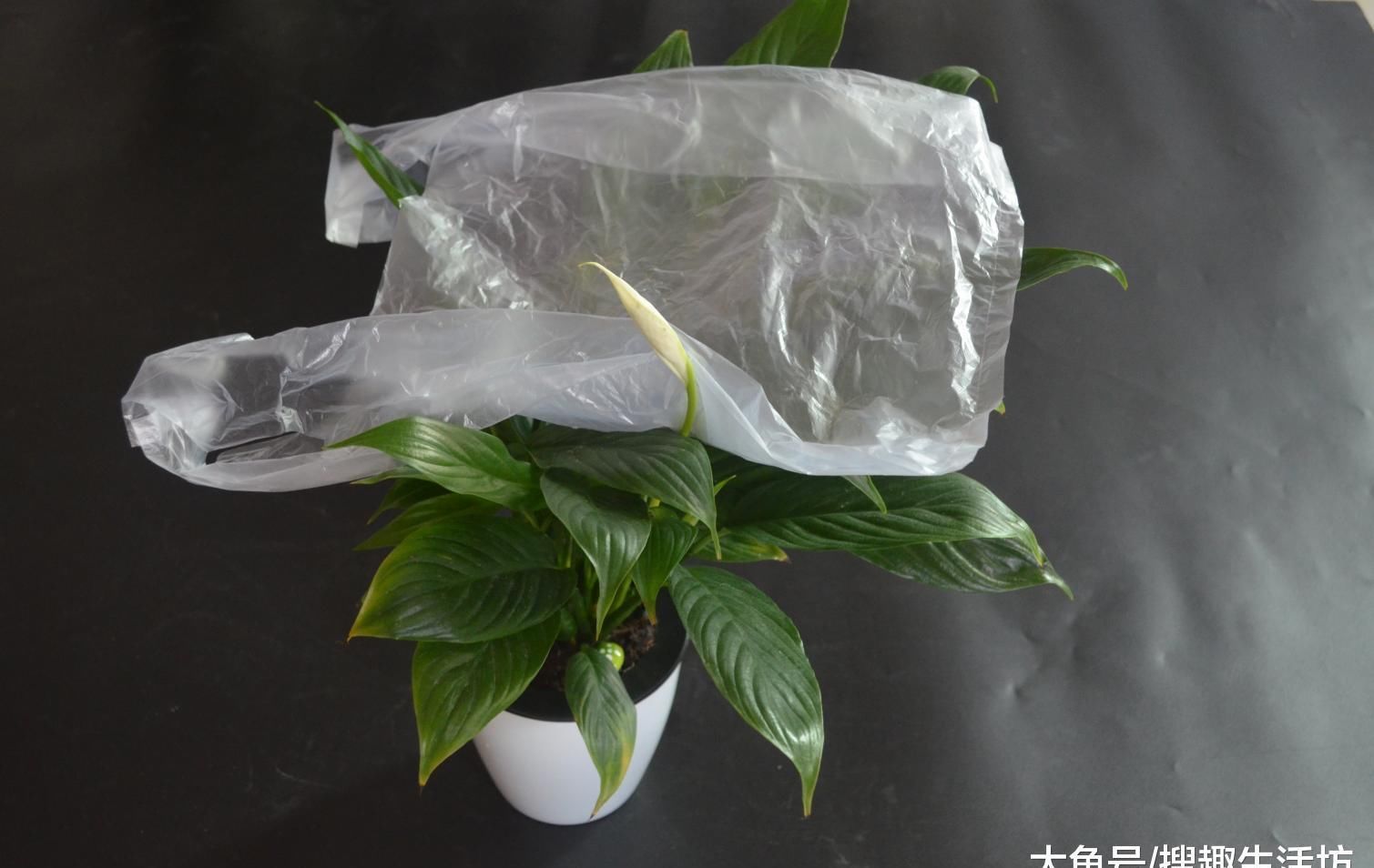  没想到|花盆上放一个塑料袋, 没想到还有这个妙用, 看完这招你会感谢我的