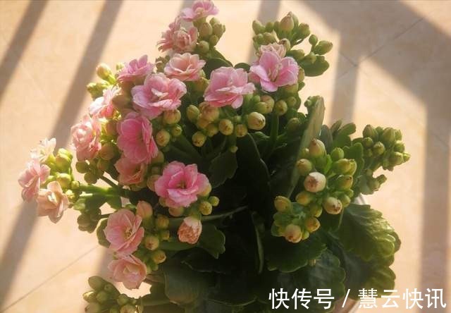 长寿花什么时候修剪三种情况赶紧剪,越剪越旺盛,开成大花球