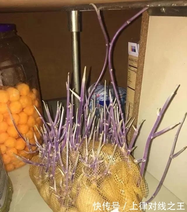 土豆|土豆发芽有多恐怖!26张照片告诉你,它才是这个星球最神奇生物