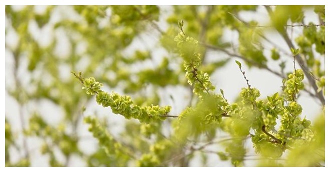 春天难得的一种野菜,过去白送不爱吃,如今10元1斤难买到