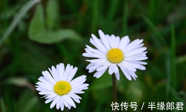 旧情人|7月，花好月圆，旧爱团圆，3生肖迎面桃花，昨日重现，续写前缘