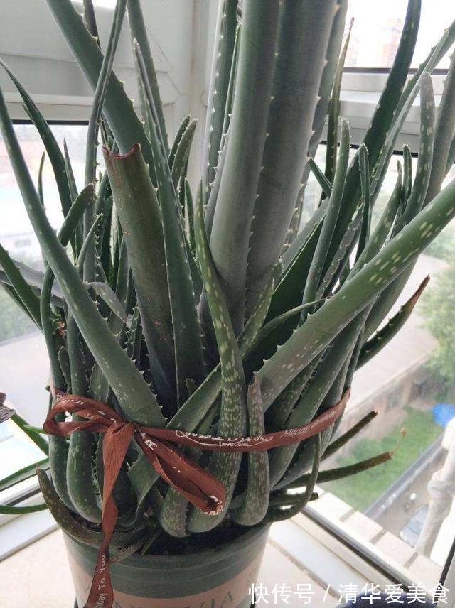 室内想养“大盆镇宅花”,建议从这10种里面选,听名字就很霸气