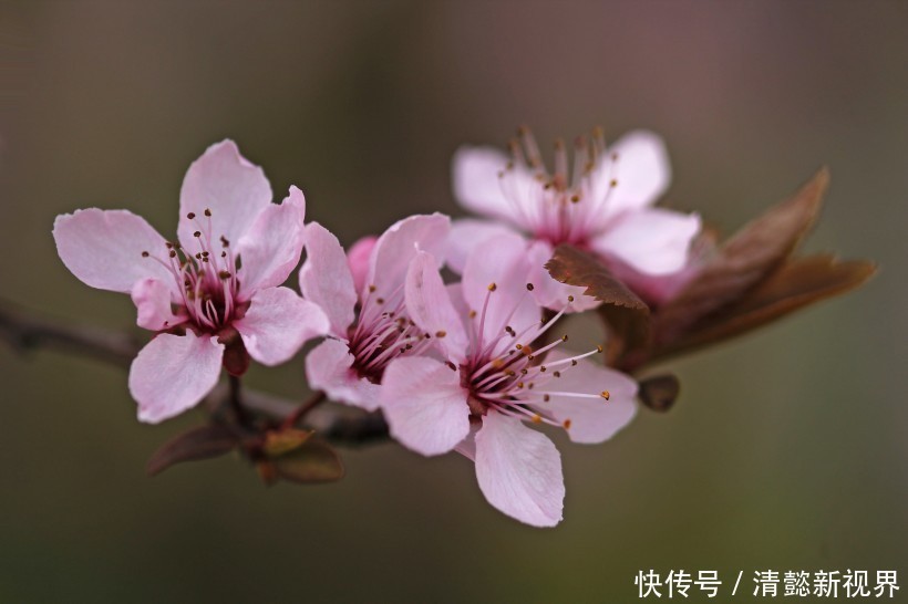 生肖|晚年生活“富到流油”的3大生肖，越老越有钱，看看有你吗