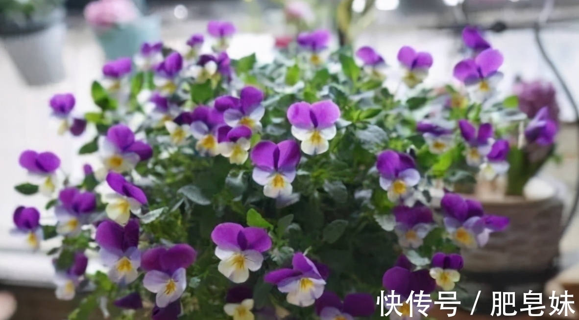 风险|网购花卉“有风险”，既然选择网购，就要接受这些事，有心理准备