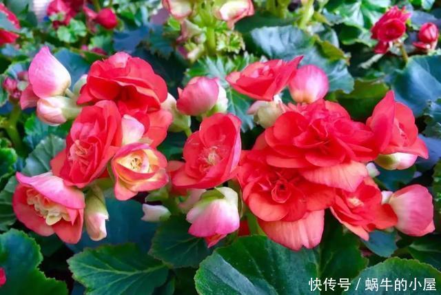 6种人养花真不适合,买了花也活不久,浪费钱