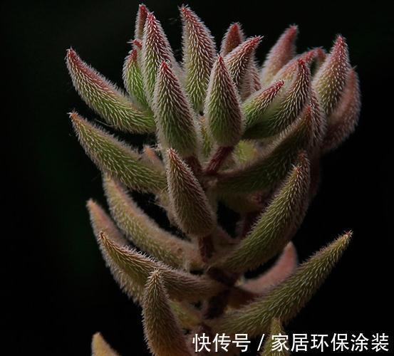 童话里走出来的多肉，就是你的王子，你细细体会