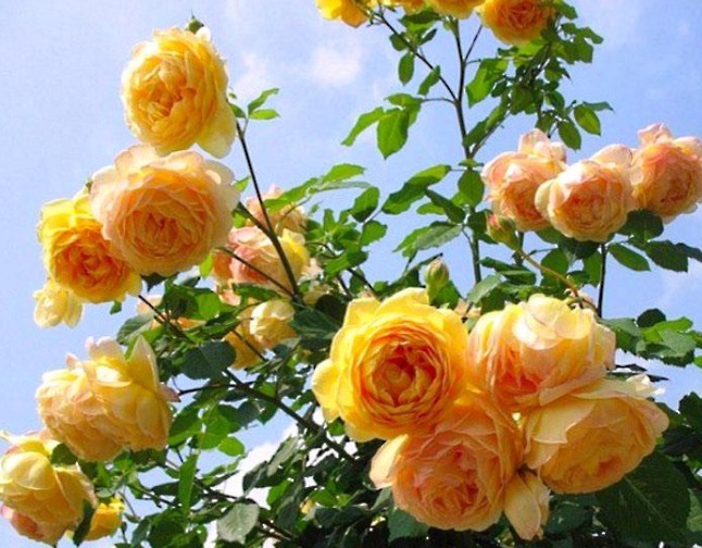 1种“黄金花”,开花金灿灿,花香胜茉莉,比玫瑰更娇艳,开三季