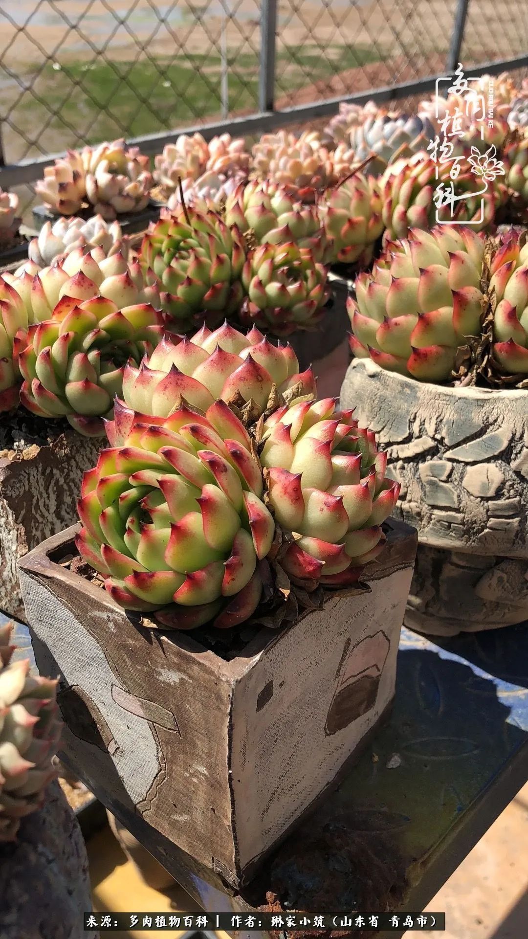 多肉|有史以来最厉害的一场寒潮，治好了我养多肉这些年的“坏毛病”