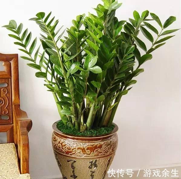 6种“吉利花”不要晒太阳,放在阴凉处,才能长得棒,富贵又旺家