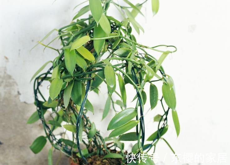根系|花草换盆旺季来临，学会“三看三观察”，换盆就是小菜一碟