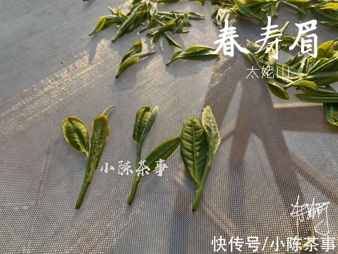 茸毛#白茶的冲泡，从白毫银针、白牡丹，到寿眉，都需要用低温水吗？