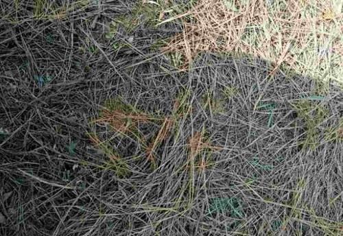 松针收集的足够多，处理方法正确，从此养花再不用掏钱买土、肥