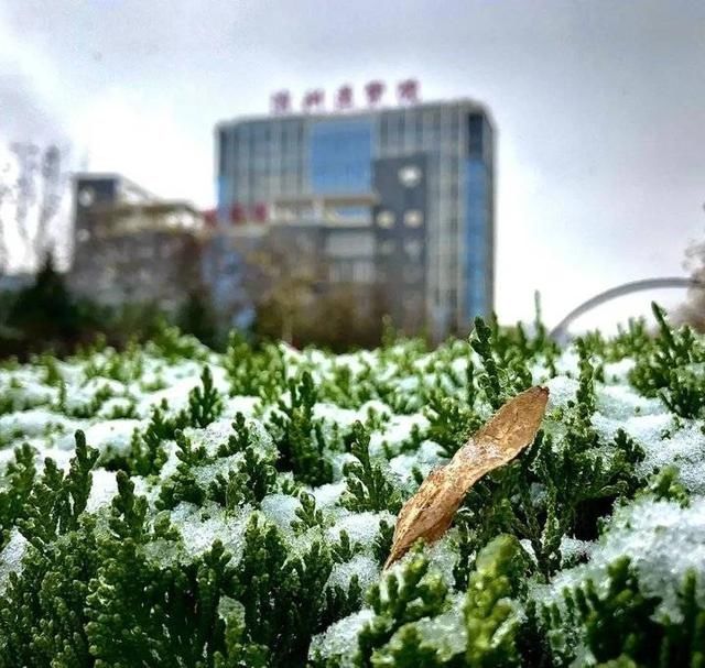 冬天|突如其来的滨医初雪，惊艳这个冬天