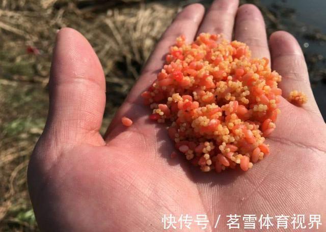 粉饵|钓鲫鱼久不发窝,不妨试试这几种打窝方式,鱼口马上会有变化