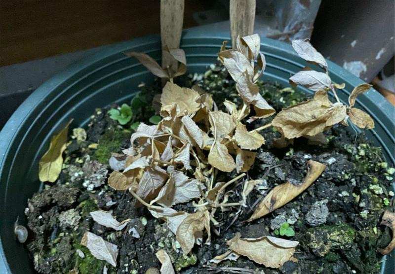 此种花冬天会假死,一枯萎就扔掉,损失一大笔