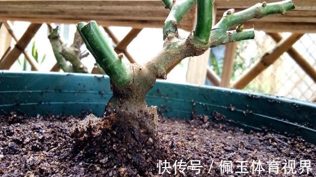 月季|一个月狂卖4万多件，老桩月季收割了多少人的智商税