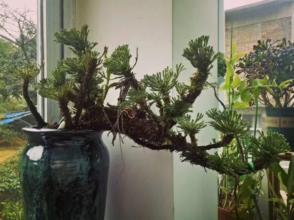 垂盆草|屋顶上的野草，人称“房神”，别再拔了，是福气！