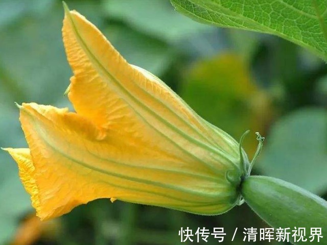 蝈蝈|百岁爷爷推荐农村老辈人的治病良药南瓜花,既抗癌又治乳腺炎