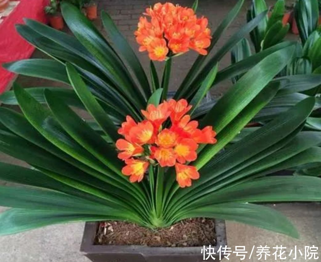 养花|君子兰喂上“2种肥”,叶子长得快,饱满厚实又有光泽