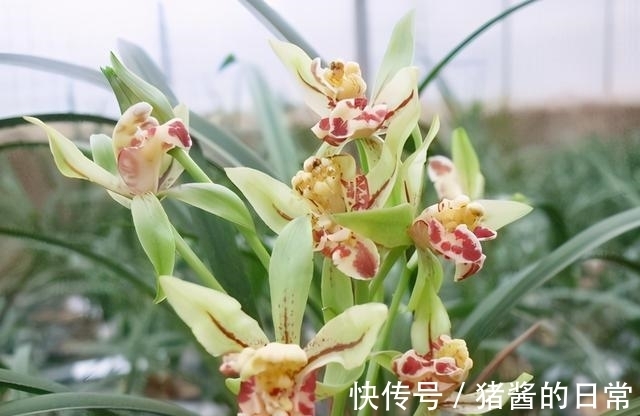 此兰曾多次获奖，花型罕见，兰香高雅，被誉为建兰奇花之首