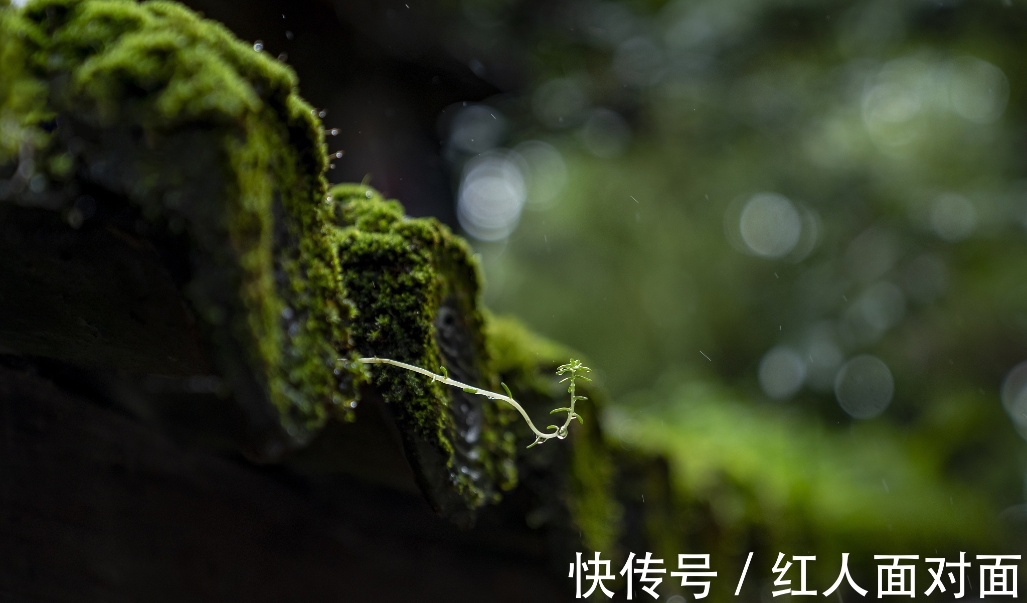 松桂!来自杜牧的一首五言诗,全篇情景交融,细细读来别有韵味