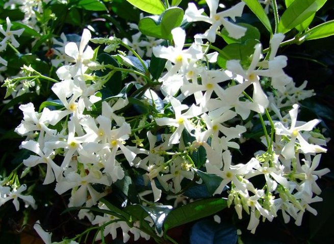 绿萝|5种会生“气根”的植物，想要扦插剪下来，埋土里就成活