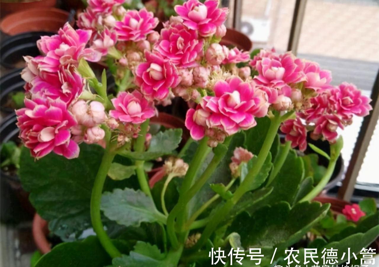 10月养护刚买的长寿花，5个方面不能急着做，不然开花会受到影响