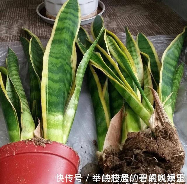 虎皮兰施什么肥2种东西丢盆里,一年不用施肥,叶厚油绿新芽多