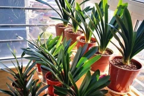 养护君子兰,2个肥料轮流用,一种长厚叶,一种开大花