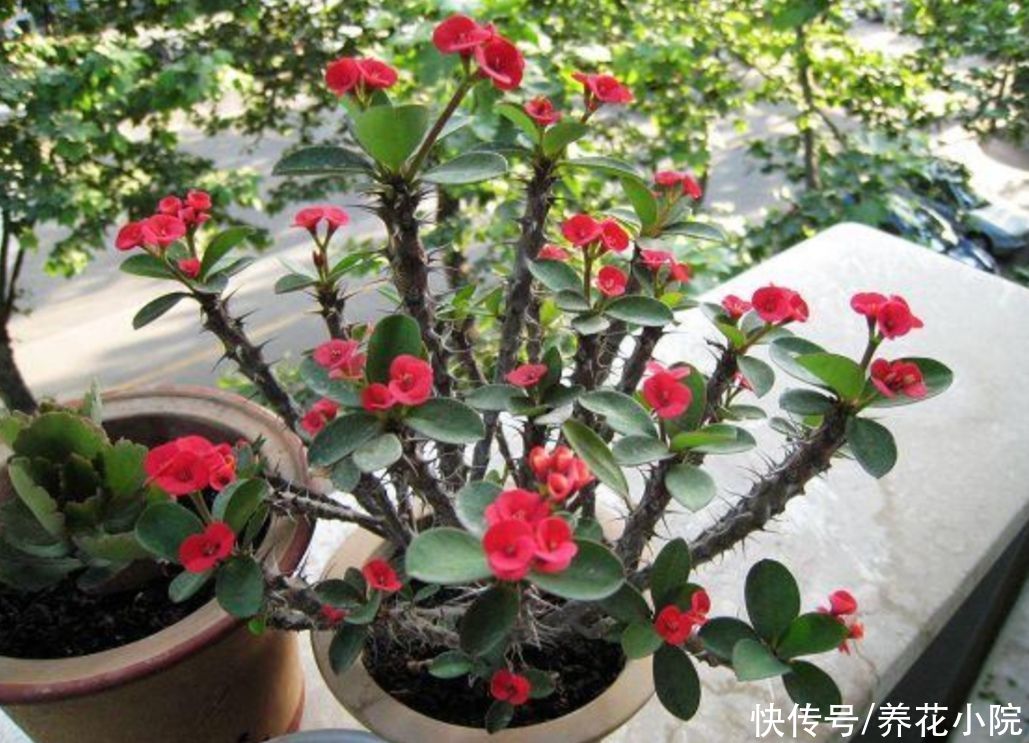 月季|适合夏天养的5种花，不怕热、不怕晒，照常开花