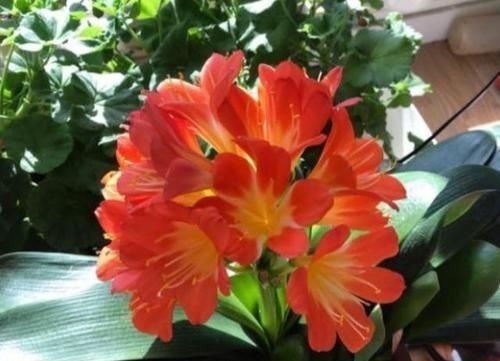 养护君子兰，2个肥料轮流用，一种长厚叶，一种开大花