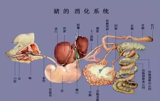 图文解析生猪的消化系统和消化器官功能 快资讯