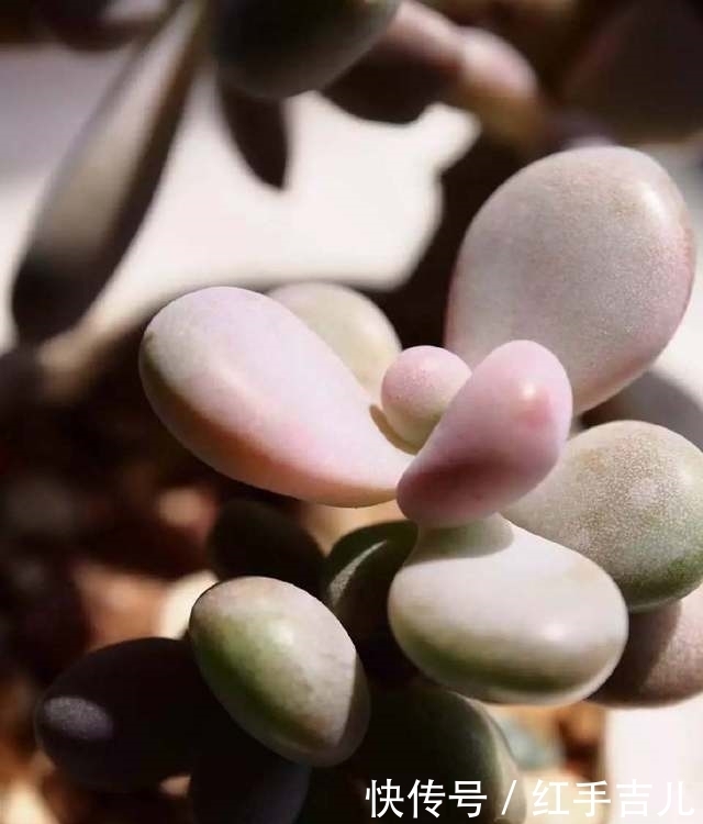 误区|养多肉植物的几个误区,大家一定要注意哦