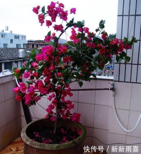 爆盆|三角梅最好养，只需每月倒点“它”，还“剪几刀”，轻松开爆盆！