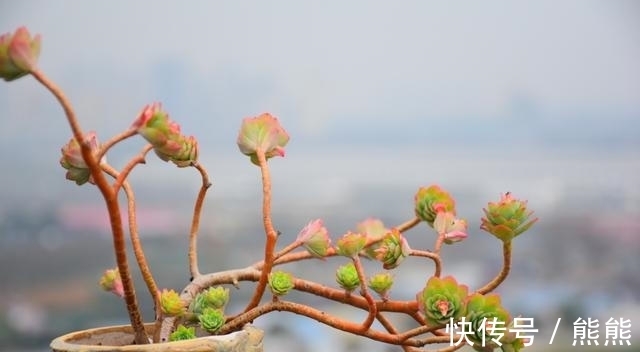 阳台养多肉想要上色快，就要勤做3件事，花友：真考验体力和财力