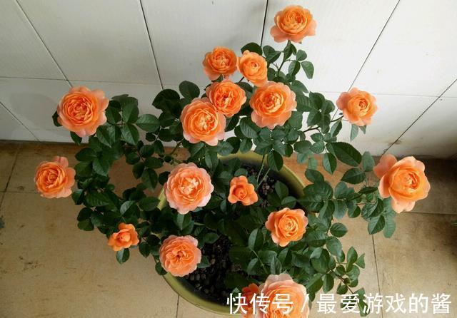 如果阳台只能养一棵月季,我会选它,花量大不易得病长虫