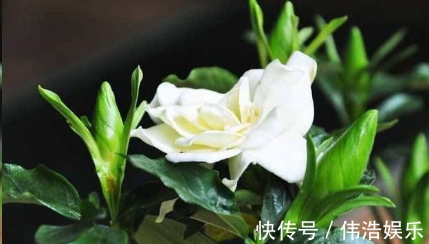 蓝妖|月季花杜鹃花栀子花总是养不活教你一招,连开3个月!