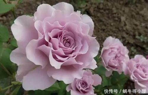 庆典|4种浓香型月季,好养好看又抗病,养一株清香四溢,我就养了6棵