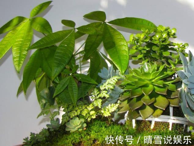 寓意|“2种树”养客厅,有“旺财运”的寓意,不施肥不浇水,一样旺盛