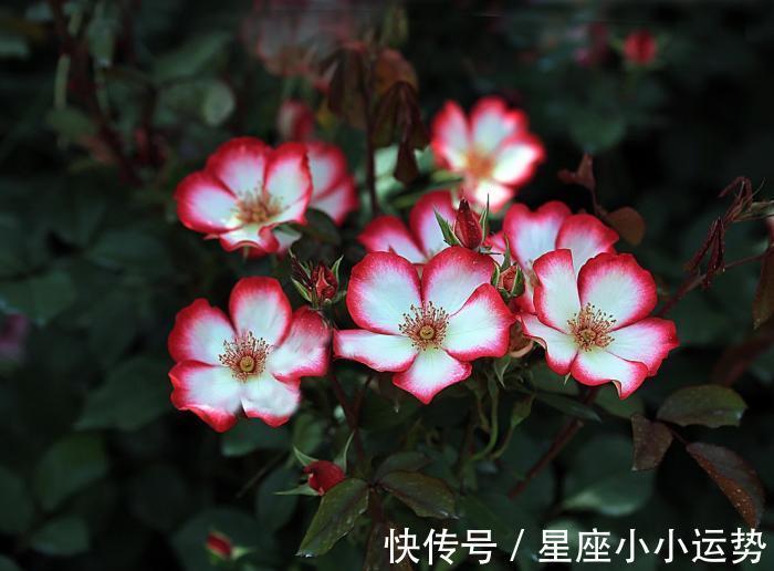 姻缘|未来2个月,被月老点鸳鸯,收获姻缘,享受爱情的3大生肖