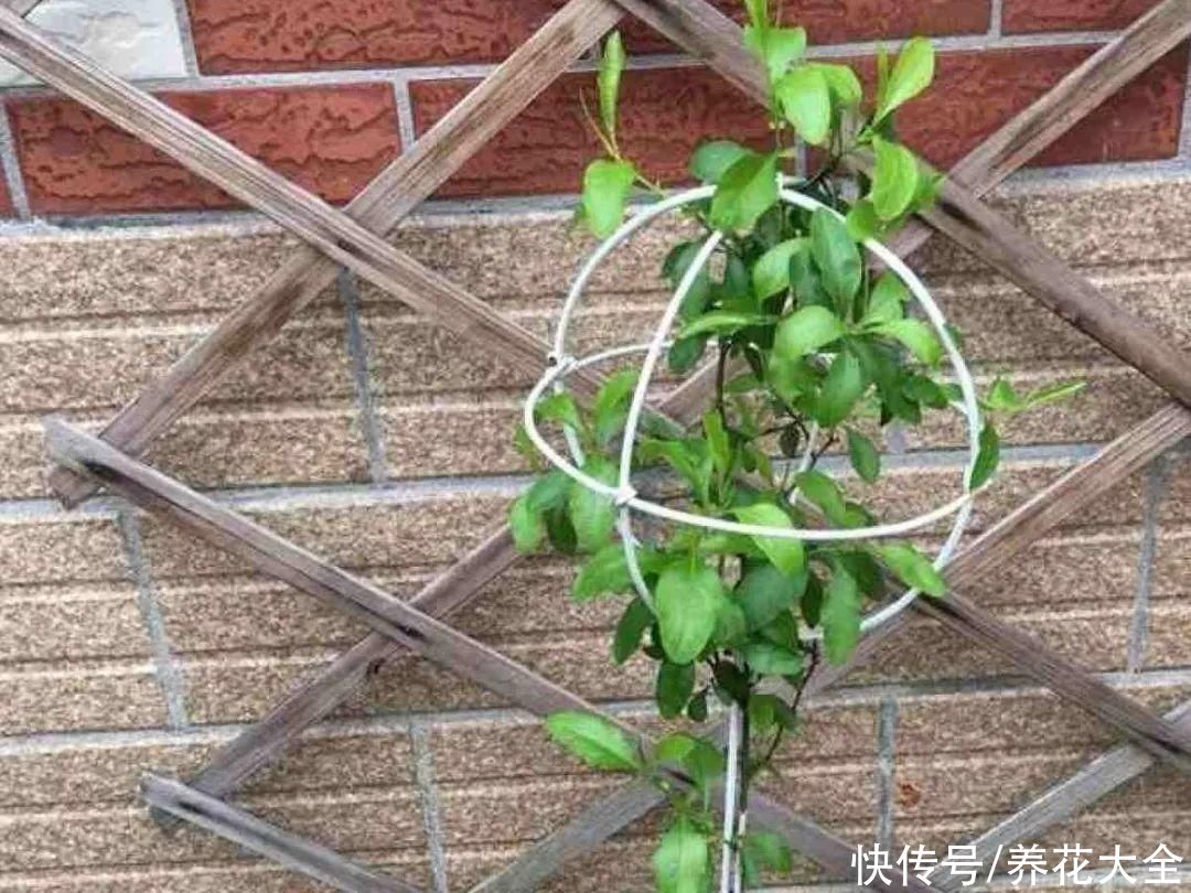 马齿苋花|山东马齿苋老桩，年年开花像小树，网友直呼：假的吧